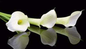 Deaths in Limerick - August 12, 2020