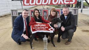Limerick trio still in hunt for the Easter Cup in Shelbourne Greyhound Stadium
