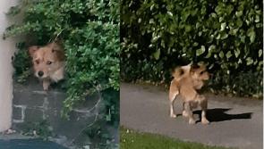 Heartbreaking: Callous owner abandons dog in cruel game of fetch in Limerick estate