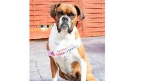 Limerick's adorable Polo looks to sniff out Nose of Tralee crown