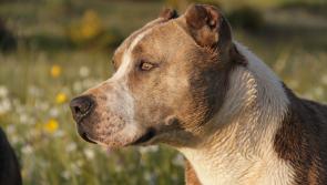 Farmers calls for database of dog owners to curb 'critical issue' of farm attacks