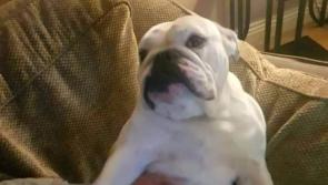 Missing bulldog Diva reunited with overjoyed owner