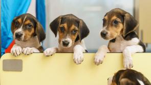 Ban of electric shock collars for pets gets the go-ahead by government