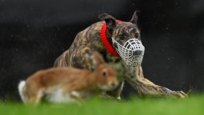 Irish Cup coursing fixture at Limerick Racecourse is postponed