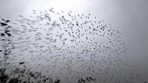 WATCH: Sean captures one of the wonders of nature in Limerick