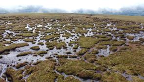&euro;20m funding approved to conserve 'vitally important' blanket bogs in Ireland