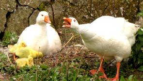 Fota Wildlife Park to reopen before Christmas following a ten week long closure 