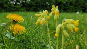 Pilot programme to promote knowledge of biodiversity on building sites launched 