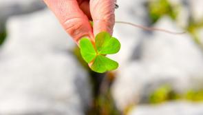 'A communication breakdown' - Over 20,000 people awaiting Irish citizenship decision