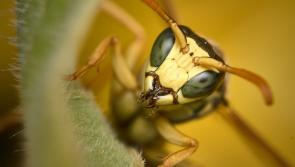 Dramatic rise in callouts for wasps to Irish homes in 2021