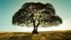 'Didn't have resources to plant that many trees' - Company behind viral Instagram trend starts fundraiser