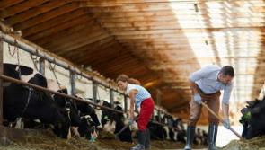 Big majority of Irish people think farming is important to the economy, survey finds