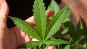 ALERT: Irish hemp product recalled due to unsafe amounts of psychoactive component