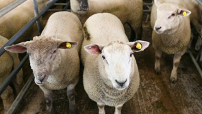 Advance payments of &euro;16million issued to almost 20,000 farmers in Sheep Welfare Scheme