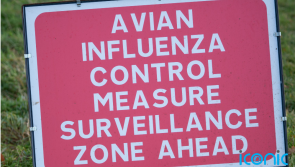 Irish and NI poultry keepers warned they 'must act now' to limit spread of avian flu