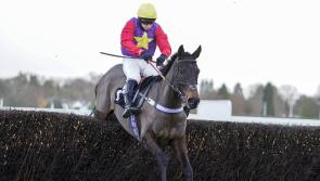 Dashel Drasher looks none the worse for weekend run