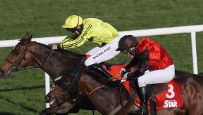 Maxwell eager to tackle Festival challenge with Bob And Co