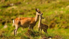 Majority of respondents to deer consultation support expansion of Irish venison industry 