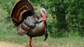 Evidence of avian flu found in Irish turkey flock