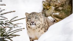 Himalayan Hills habitat opened at Dublin Zoo