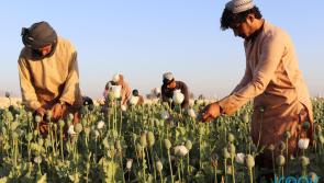 Poppy production in Afghanistan banned by Taliban 