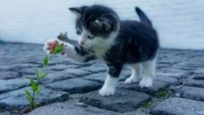 ISPCA warns pet owners of popular flower known to be 'extremely toxic' to cats