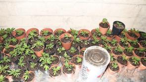 Cannabis worth over &euro;200,000 found in shed by Garda drugs unit