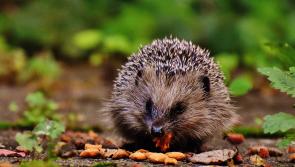 Researchers encourage people to report sightings of hedgehogs for all-Ireland study