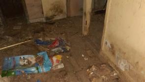Dogs rescued from 'filthy living conditions' by ISPCA inspectors