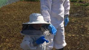 Hive of industry: Limerick's youngest beekeeper celebrates World Bee Day