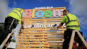 Limerick's urban greening initiatives to be showcased at Bloom 2022