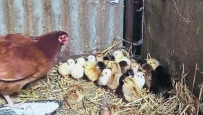 Eggstraordinary! Irish hen hatches phenomenal amount of chicks in one brood