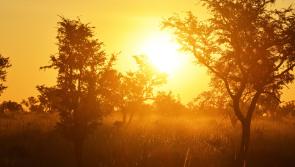 National Parks & Wildlife Service appeal to public on high fire risk warning&nbsp;over extreme heat