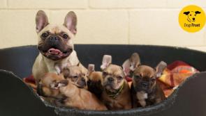 Dogs charity in health warning for flat-faced breeds as 17 animals are seized from puppy farm