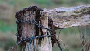 Limerick farmers are being &lsquo;terrorised in their yards&rsquo; claims farming organisation