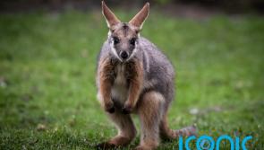 Escaped wallaby found after three days on the run