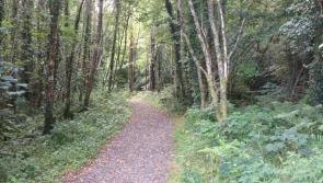 Majority believe forests are 'key solution' in fight against climate change