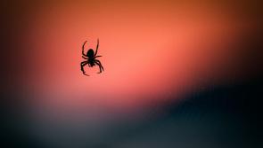 Top tips for keeping spiders out of your home as they look to head indoors for winter