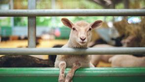 'It's a great honour' - Ireland to co-host major international conference on livestock sustainability
