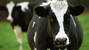 Farm safety risk for farmers under mental health stress highlighted