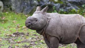 Irish wildlife park reveals name of ten-week-old Indian rhino after public competition