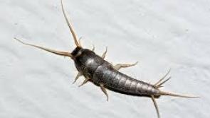 Silverfish alert: Be on the lookout for nocturnal insects - and how to get rid of them