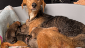 Irish animal charity appeals for foster homes after 'huge rise' in dog surrender requests