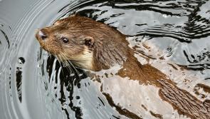 'Keep your eyes peeled' - Irish wildlife group calls on public to report otter sightings