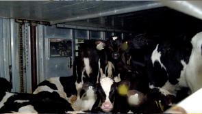 ISPCA calls for Irish dairy overhaul after RT&Eacute; doc reveals 'beyond horrendous' abuses