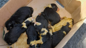 ISPCA seeks homes for newborn puppies found abandoned in cement bag