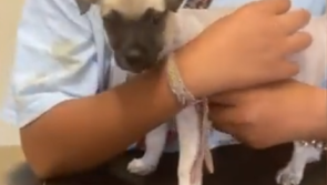 SAVED: Animal charity seeks donations to care for puppy rescued from traffic