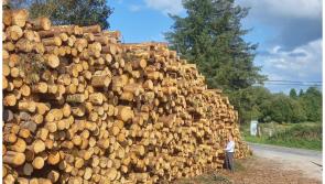 The Forestry Cycle - Growing the forest, harvesting and haulage