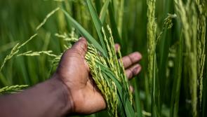 Fifteen Irish companies will join McConalogue on agri trade mission to West Africa