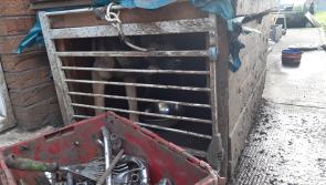 Woman fined after dogs endured 'severe neglect and unnecessary suffering' 